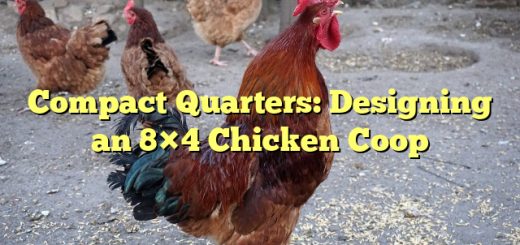 Compact Quarters: Designing an 8×4 Chicken Coop 